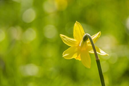 Beautiful, fresh yellow daffodils growing in the park with bokeh lights, macro shotの写真素材