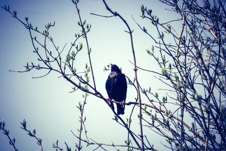 A common bird called starling sitting on the tree branches in Spring time.の写真素材