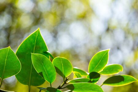 Green leaves with bokeh lights Spring backgroundの写真素材