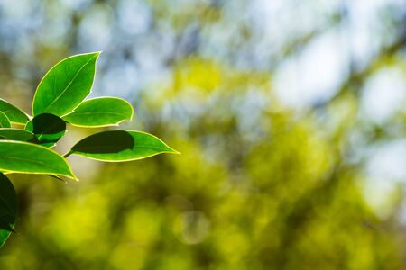 Green leaves with bokeh lights Spring backgroundの写真素材