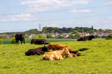 A herd of black and brown cows with young calves resting in the fields in Spring time, Glen Mavis, Scotland, UKの写真素材