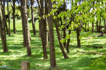 Bright, Spring forest in may, Scotland, UKの写真素材