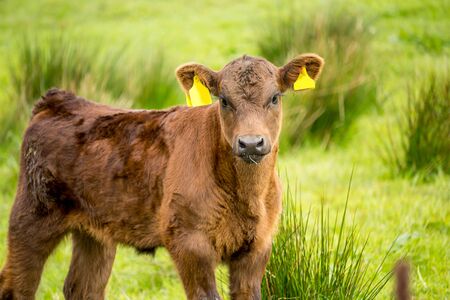 A brown calf in the fields in Spring, Glen Mavis, Scotland, UKの写真素材