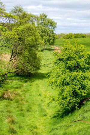 Spring trees and fields in Scotland, UK.の写真素材