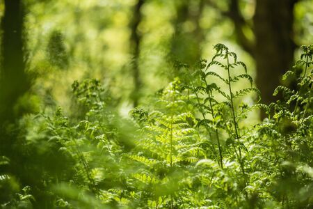 Green leaves of Spring fern close up in the forest, natural backgroundの写真素材
