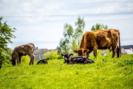 A herd of black and brown cows with young calves resting in the fields in Spring time, Glen Mavis, Scotland, UKの写真素材