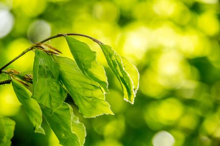 Beautiful Spring leaves with bokeh lights in the Spring forest, natural backgound for Spring projects.の写真素材