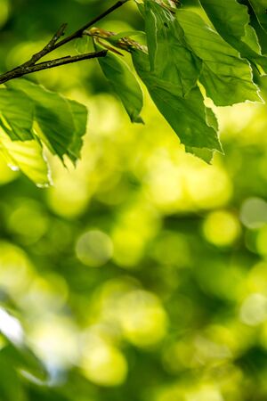 Beautiful Spring leaves with bokeh lights in the Spring forest, natural backgound for Spring projects.の写真素材