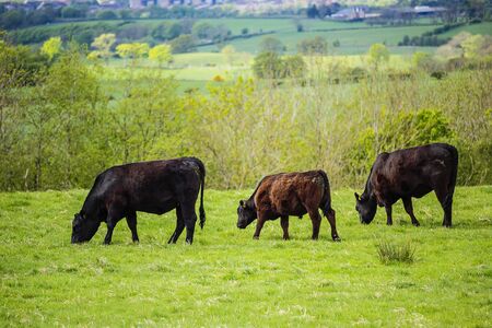 Herd of black free-range dairy cows in a field in Spring in the fields,  Glen Mavis, Scotland, UKの写真素材
