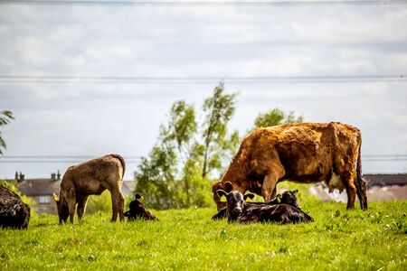 A herd of black and brown cows with young calves resting in the fields in Spring time, Glen Mavis, Scotland, UKの写真素材