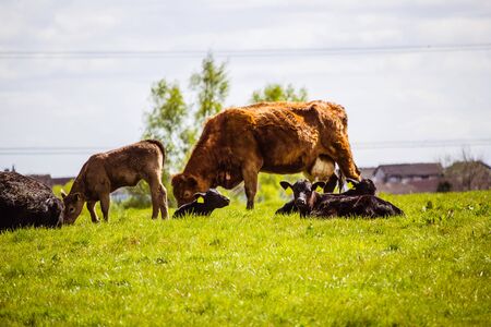 A herd of black and brown cows with young calves resting in the fields in Spring time, Glen Mavis, Scotland, UKの写真素材