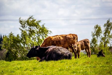 A herd of black and brown cows with young calves resting in the fields in Spring time, Glen Mavis, Scotland, UKの写真素材