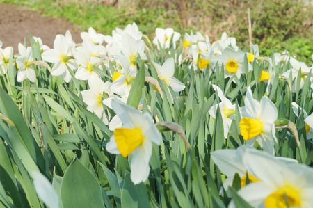 White and yellow daffodils in full sunlight, blue skyの写真素材