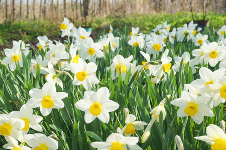 White and yellow daffodils in full sunlight, blue skyの写真素材