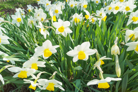 White and yellow daffodils in full sunlight, blue skyの写真素材