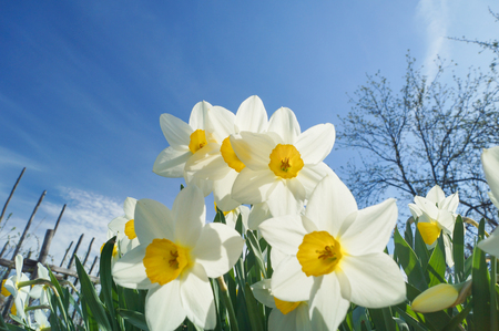 White and yellow daffodils in full sunlight, blue skyの写真素材