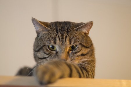 Gray stripped cat looking face funny animalの写真素材