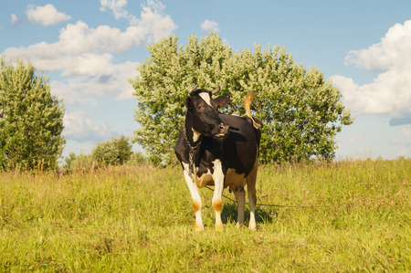 Black and white cows in a grassy field on a bright and sunny dayの写真素材