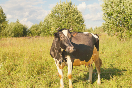 Black and white cows in a grassy field on a bright and sunny dayの写真素材