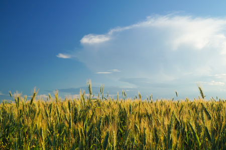 field of rye and sunny day with blue skyの写真素材