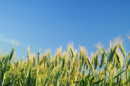 field of rye and sunny day with blue skyの写真素材