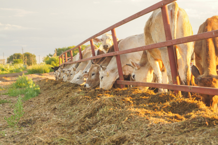 cows eat feed in the paddock on the farm agricultureの写真素材