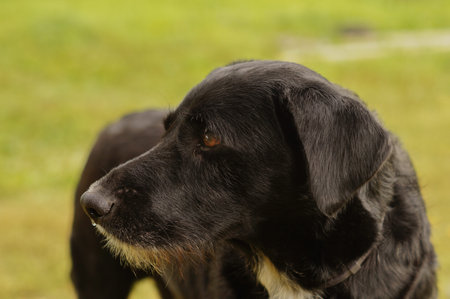 Sad Black dog looking in the direction of waiting for the host