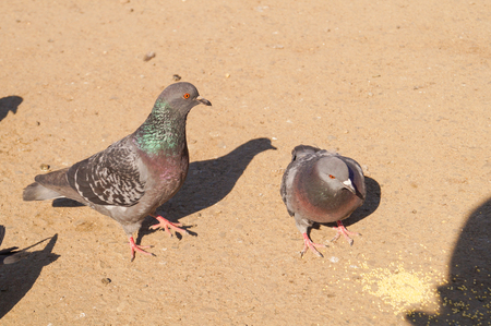 Gray pigeon is eating some yellow grain in the morningの写真素材