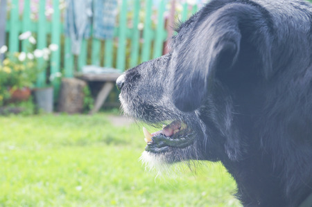 Black Dog looking out on nature backの写真素材