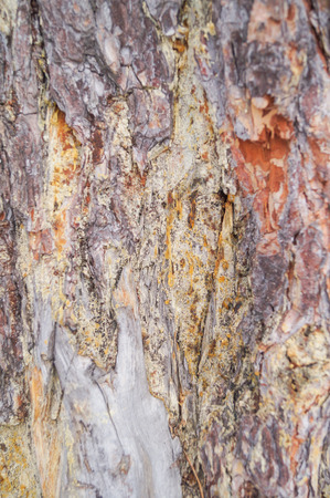 Texture - a bark of an old treeの写真素材