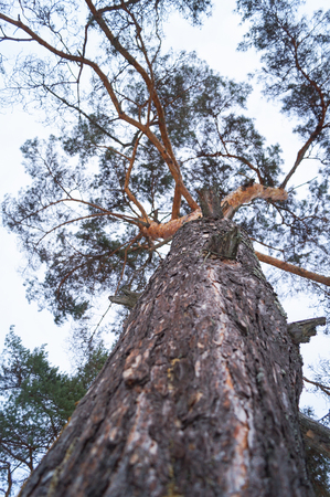 Pine in the winter forest. Bottom view.の写真素材