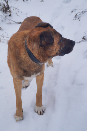 Dog walking in winter forest look asideの写真素材