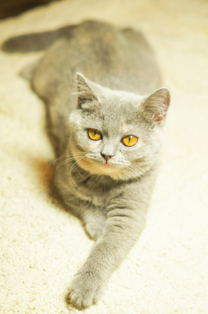 gray Scottish kitten lies on a white carpet and looks questioningly stretching legsの写真素材