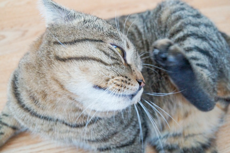 Cute stripped gray cat scratching her earの写真素材