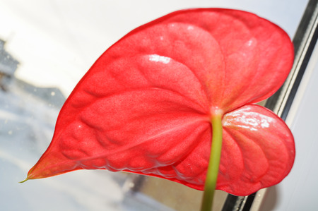 Red anthurium also known as tailflower, flamingo flower and laceleaf.Red anthurium also known as tailflower, flamingo flower and laceleafの写真素材