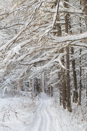 Trees covered with hoarfrost and snowの写真素材