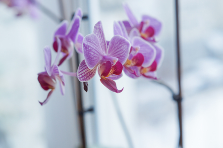 Pink orchid flower blossom in a gardenの写真素材