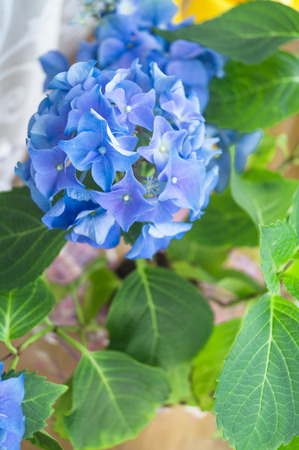 Blue hydrangea on the windowの写真素材