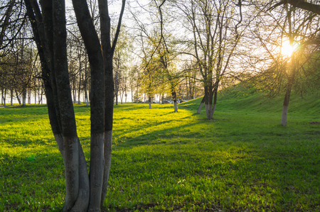Green lawn with trees in park under sunny lightの写真素材