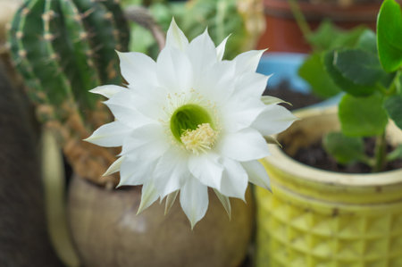beautiful silky White tender Echinopsis Lobivia cactus flowerの写真素材