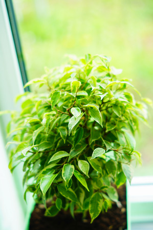 Glossy green leaves of a ficus of Benjaminの写真素材