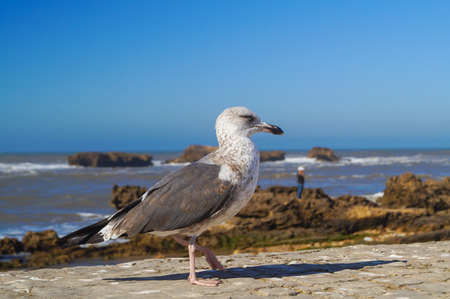 Black-browedalbatross sits on a parapet against the background of the Atlantic Oceanの写真素材