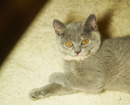 beautiful gray scottish cat with yellow eyes lying on the carpetの写真素材