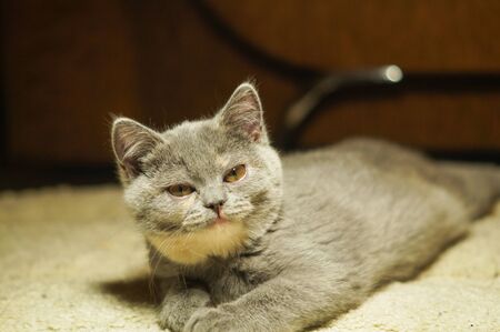 funny scottish cat is lying on the floor, belly down in a string with a displeased faceの写真素材