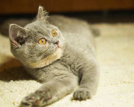 beautiful gray scottish cat with yellow eyes lying on the carpetの写真素材