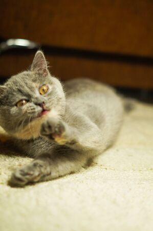 beautiful gray scottish cat with yellow eyes lying on the carpetの写真素材