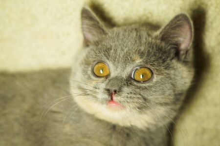 beautiful gray scottish cat with yellow eyes lying on the carpetの写真素材