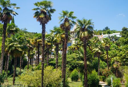 Line up of palm trees in cityの写真素材