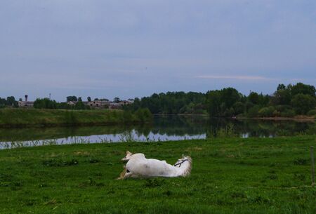 A wounded white horse lying on a grass land in summerの写真素材