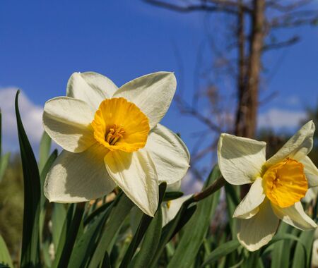 Beautiful spring flowers daffodils on a background of blue sky verticalの写真素材
